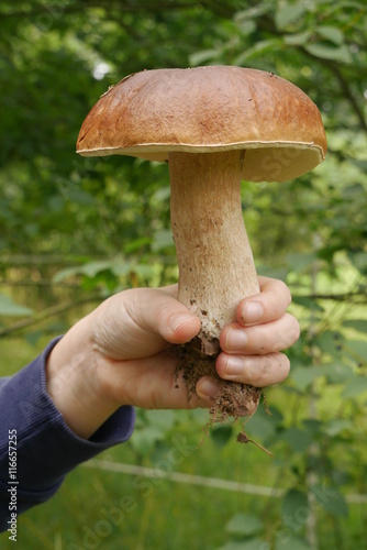 Large porcini mushroom