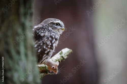 Little owl with hunted mouse