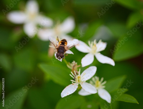 Fly on a white flower