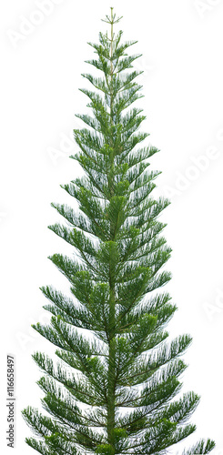 Norfolk pine tree isolated on white