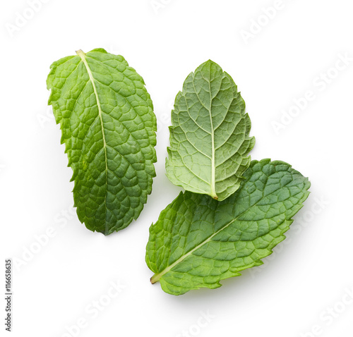 fresh green mint leaves
