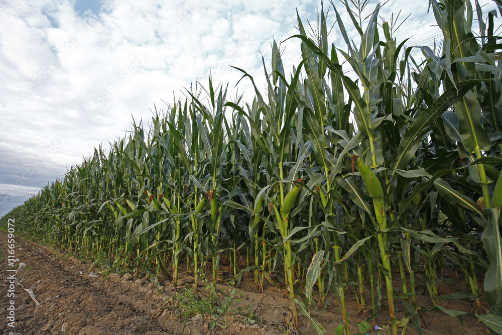 Corn Field Corn Field