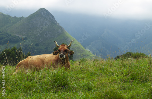 Horned bull against mountain peak