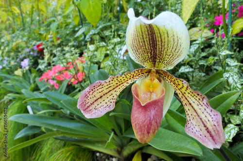 Fototapeta Naklejka Na Ścianę i Meble -  Lady's slipper pitcher  orchid