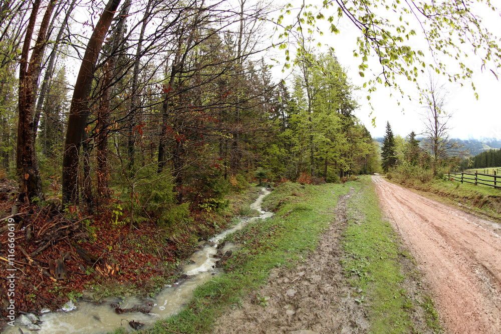 Fototapeta premium Pathway in mountain forest