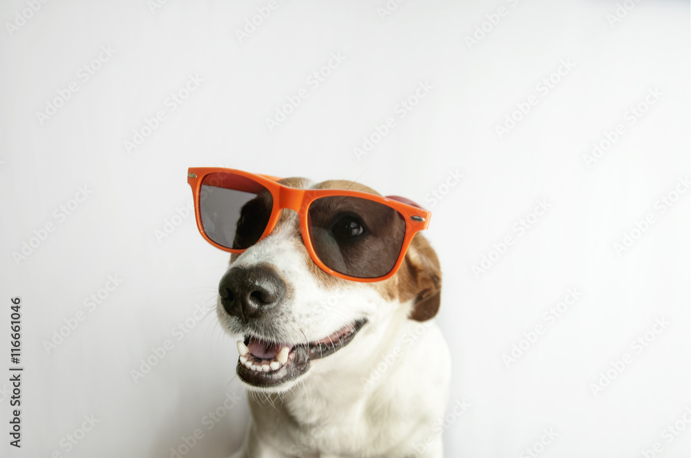 Jack russell sunglasses best sale