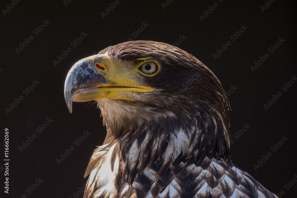 Fototapeta premium Adler - Porträt vor dunklem Hintergrund