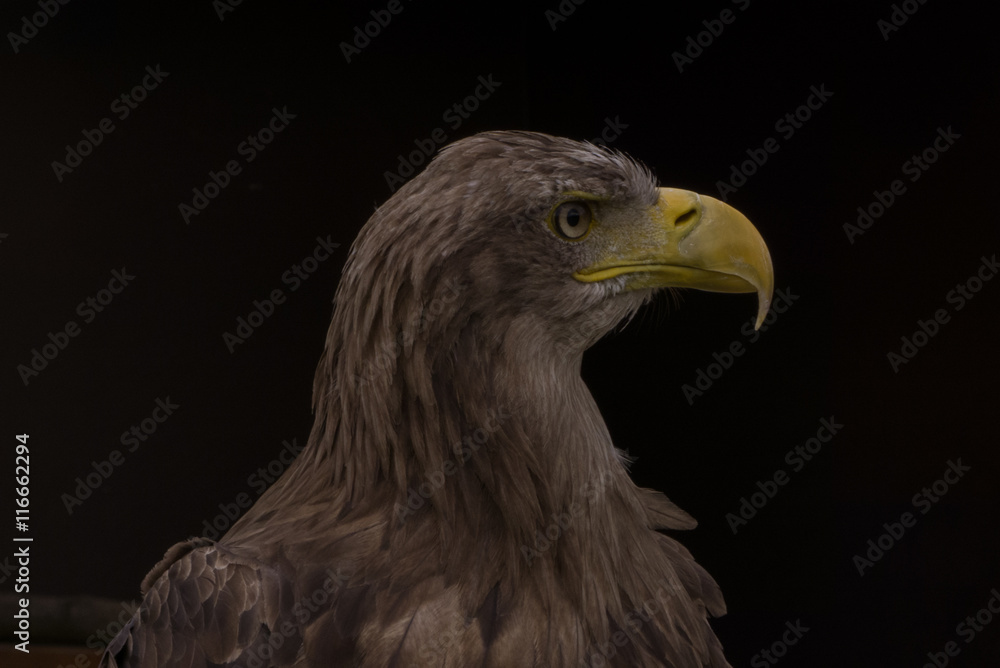 Obraz premium Adler - Porträt vor dunklem Hintergrund