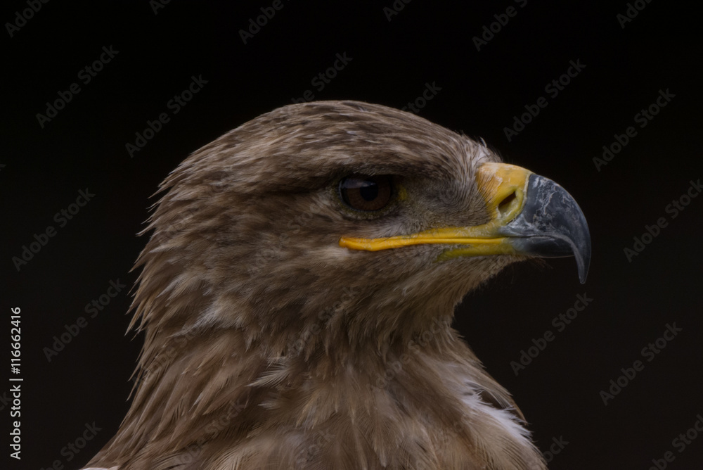Mäusebussard / Bussard - Porträt vor dunklem Hintergrund Mäusebussard / Bussard - Porträt vor dunklem Hintergrund