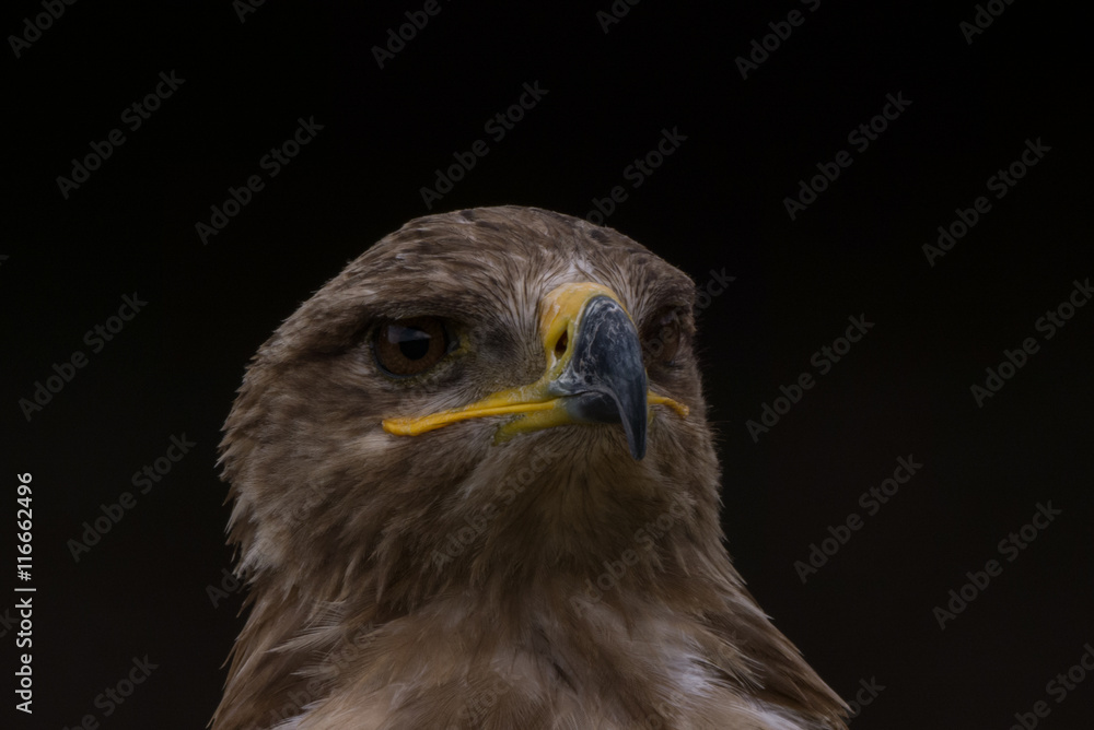 Mäusebussard / Bussard - Porträt vor dunklem Hintergrund Mäusebussard / Bussard - Porträt vor dunklem Hintergrund
