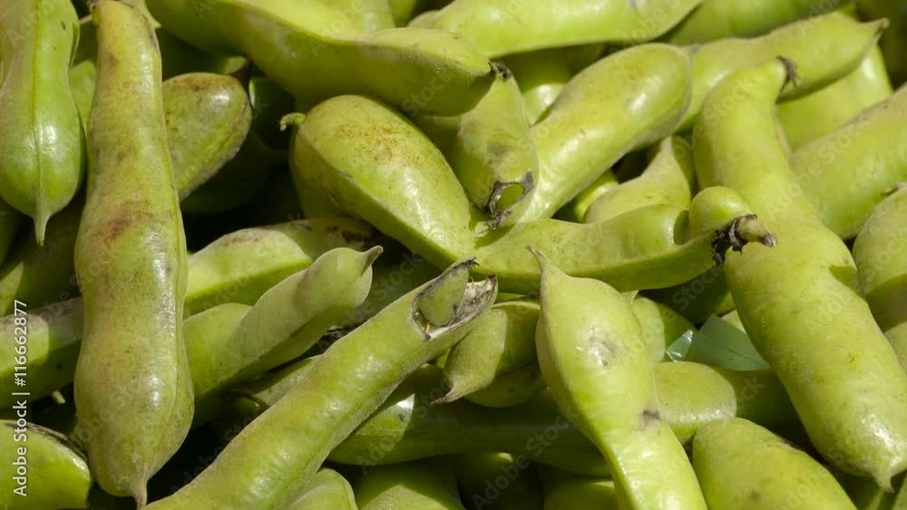 Lots of green Vicia faba or broad beans. Vicia faba also known as the broad bean fava bean 