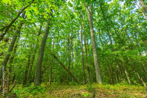 Green european wild forest in summer.