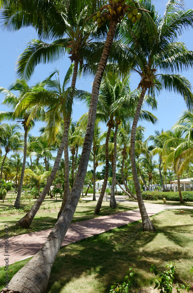 Fototapeta premium Palm trees and path on a tropical resort