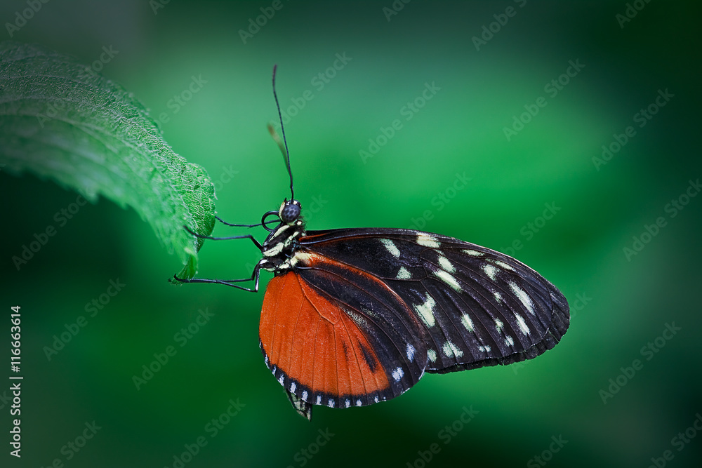 Obraz premium Brown Longwing Butterfly - Heliconius hecale