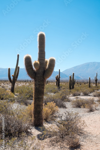 Cardon cacti