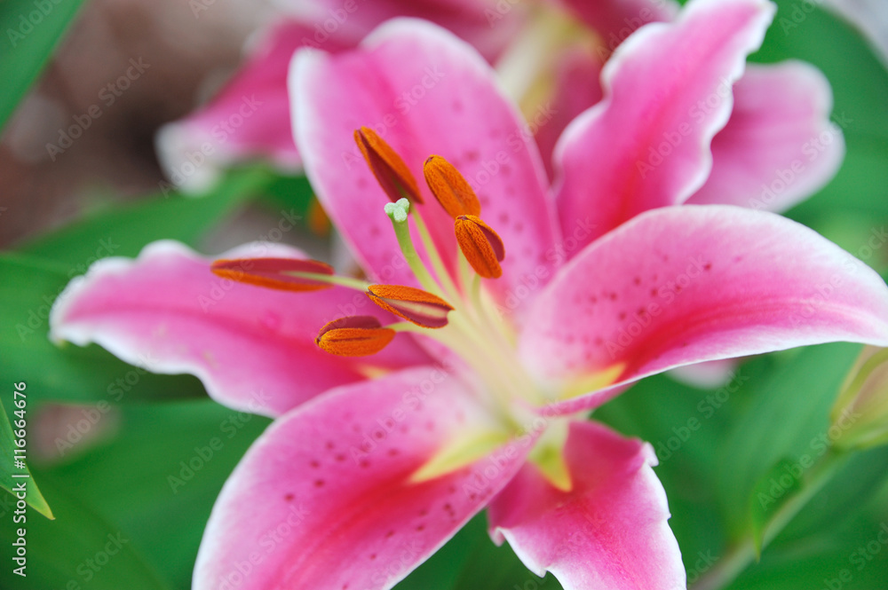 blooming pink lily isolated on white background