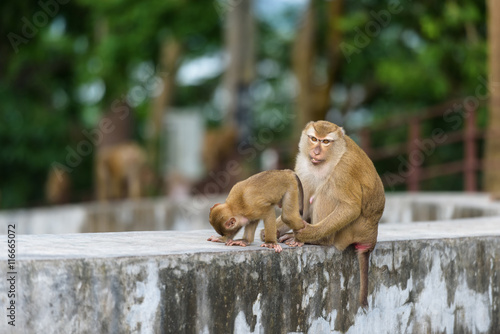 Mother monkey and baby monkey are playing in park of Thailand, Image filter effect.