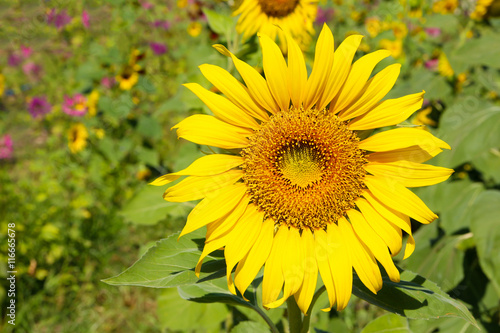 Close-up of sun flower  in the garden