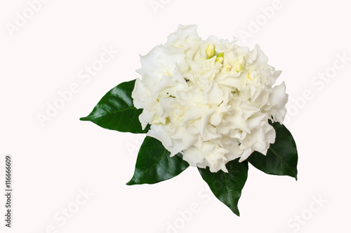 Fototapeta Naklejka Na Ścianę i Meble -  Beautiful bouquet of white Gardenia jasminoides flower or Cape Jasmine, isolated on a white background with clipping path.