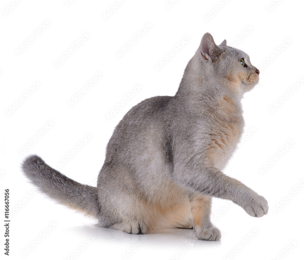 Obraz premium cat on white background.