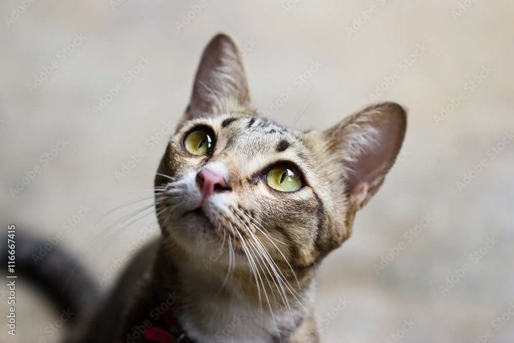 Close-up asian cat portrait, it looking to the top on cement background Close-up asian cat portrait, it looking to the top on cement background