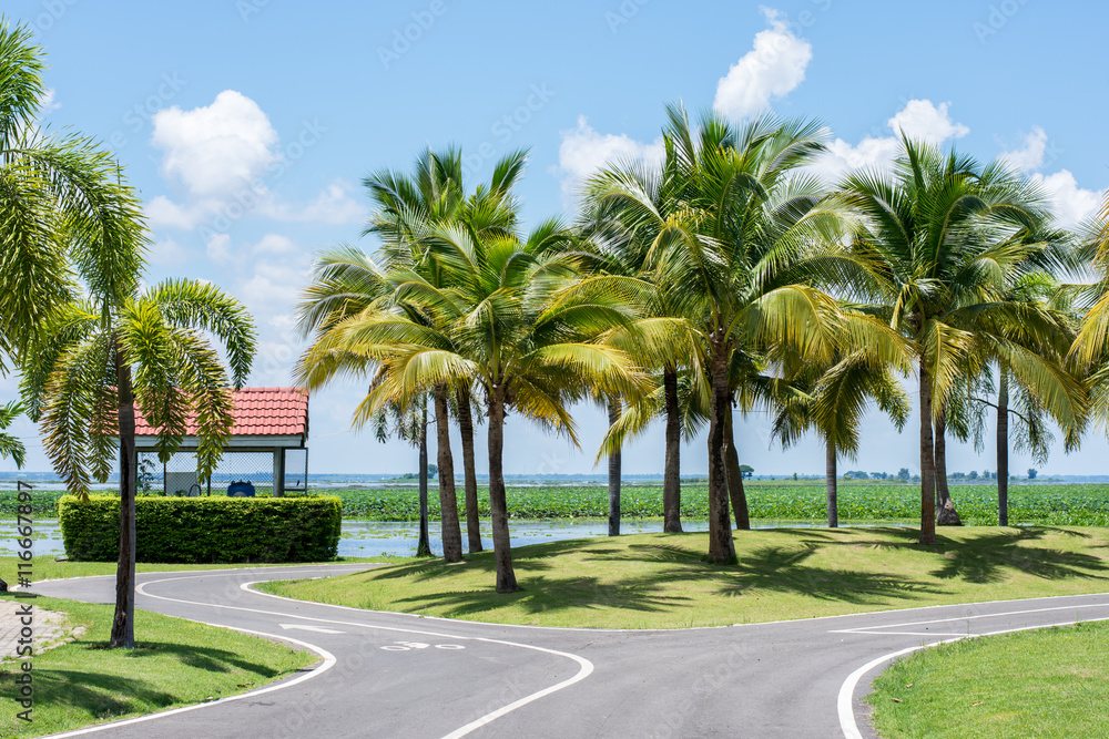 Coconut trees in the park Coconut trees in the park