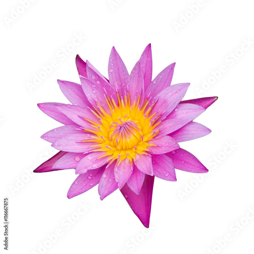 isolated of pink water lilly on white background.