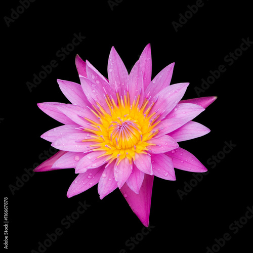 isolated of pink water lilly on black background.