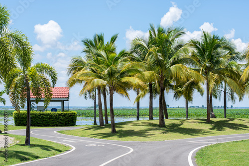 Coconut trees in the park
