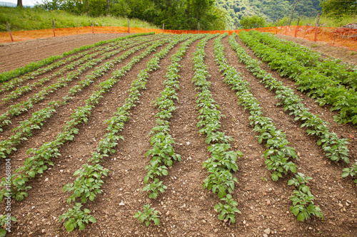 View of Potato field