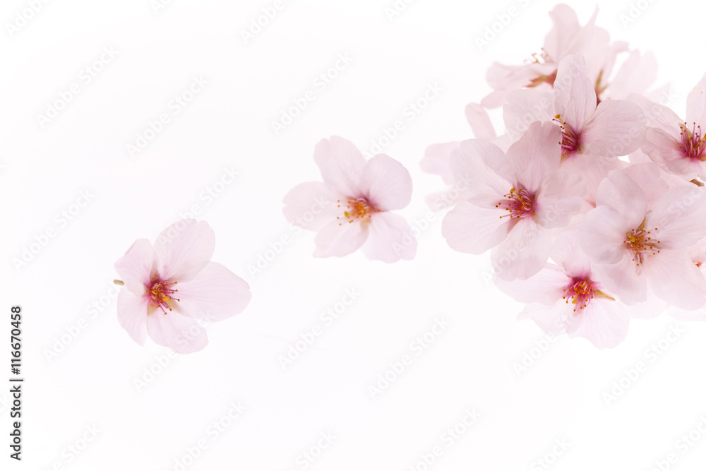 桜 桜