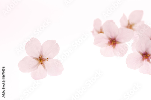 桜 © sakura
