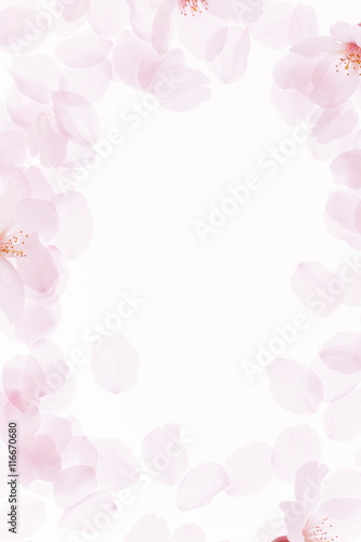 桜のフレーム