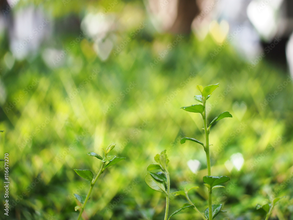 Bokeh background Bokeh background