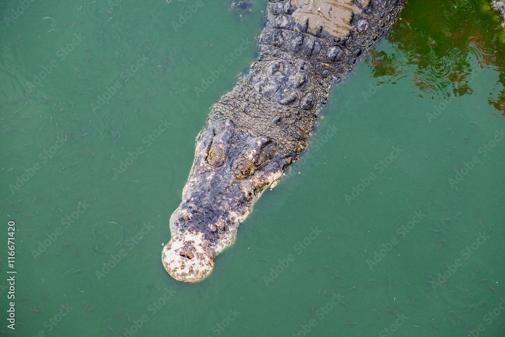 Big crocodile in pond farm Big crocodile in pond farm