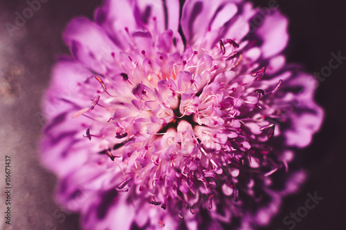 Beautiful pink blooming aster background  extreme close-up. Romantic backdrop