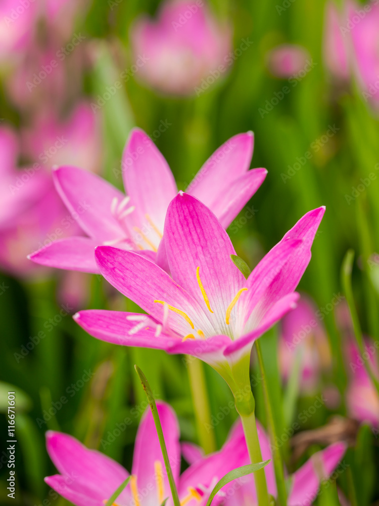Fototapeta premium Flower field