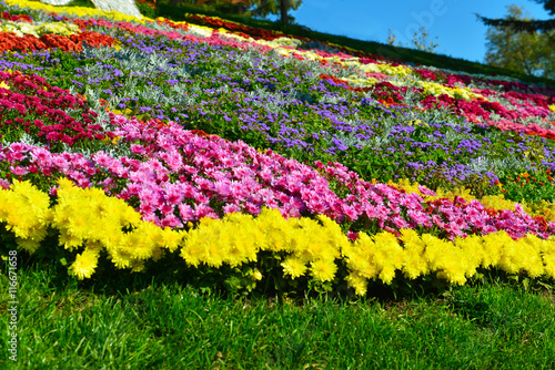 Chrysanthemums