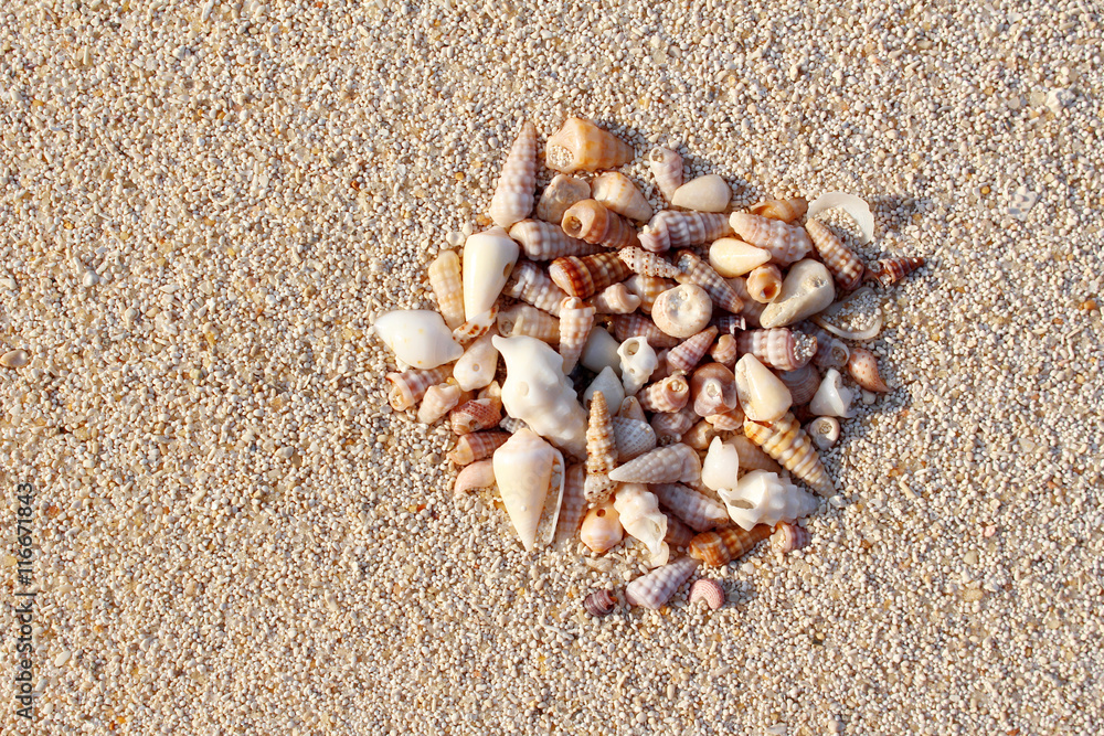 Sea Shells on Sand, Background