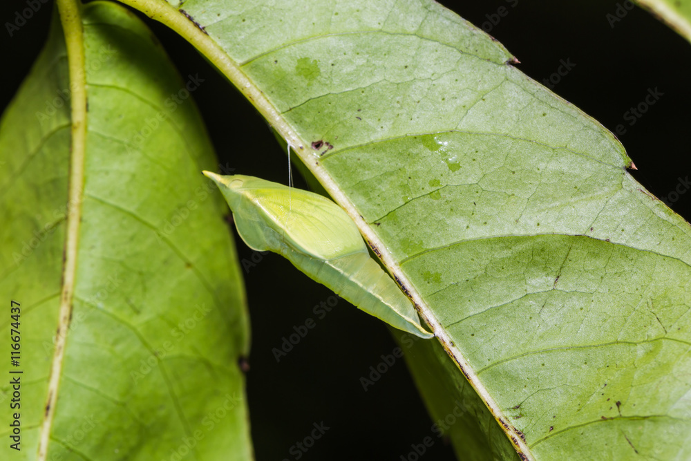 Obraz premium Lemon Emigrant pupa