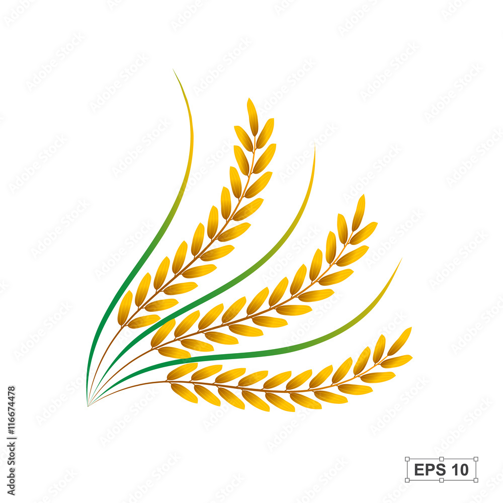 Rice,Vector illustration Rice,Vector illustration