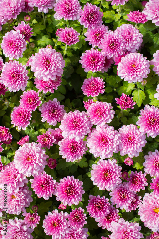 Small chrysanthemum pink Small chrysanthemum pink
