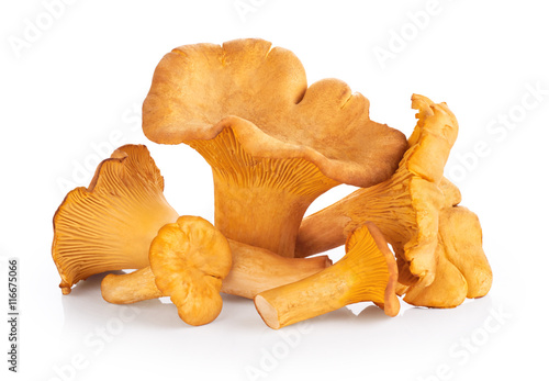 Chanterelle mushrooms isolated on a white background
