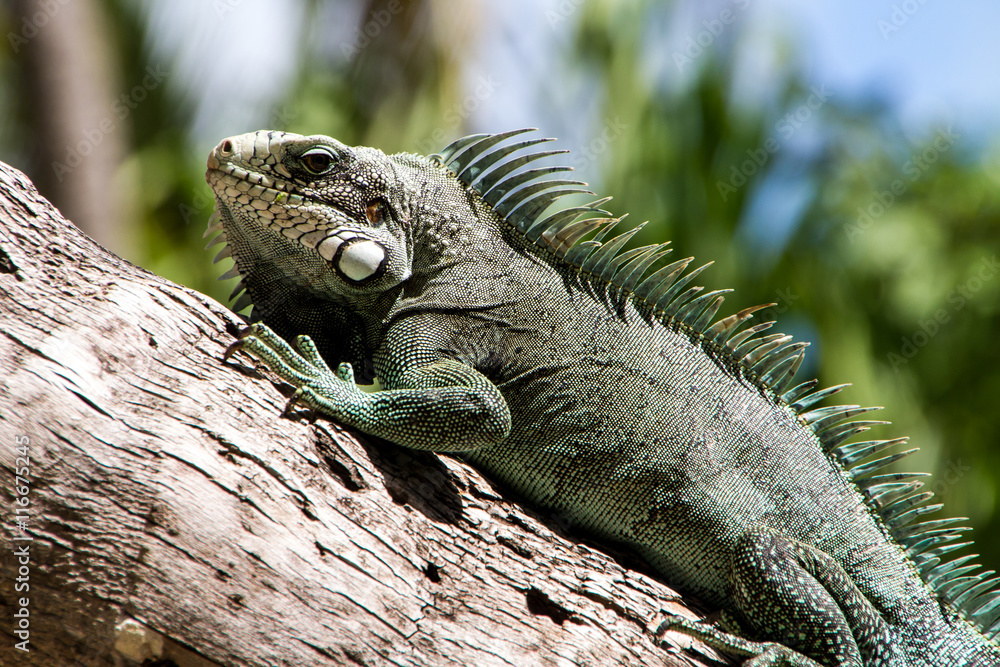 Fototapeta premium Green Iguana lizard, tropical creature, climbing palm tree in caribbean island of Guadeloupe.