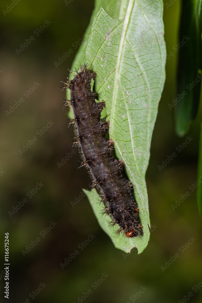 Chocolate Pansy caterpillar