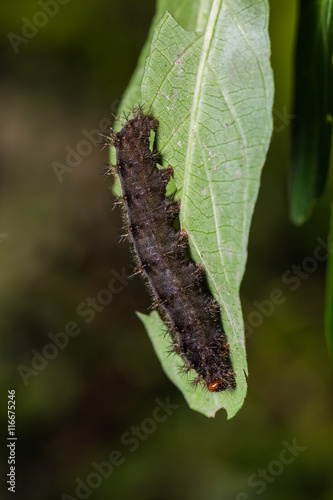 Chocolate Pansy caterpillar