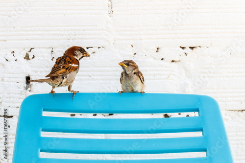 Macho y joven Gorrión Común. Passer domesticus. photo