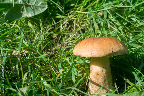 Porcini Mushrooms in Grass