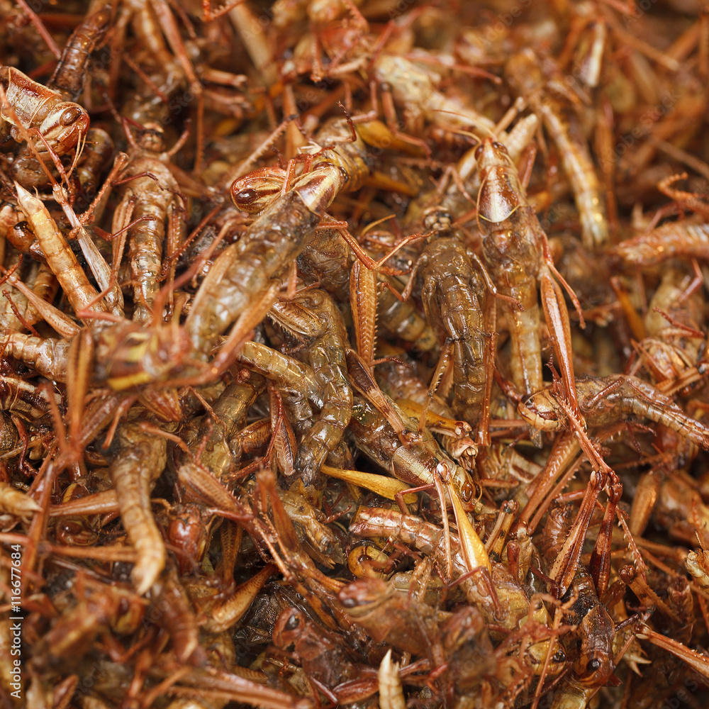 Fried grasshoppers on eastern market Fried grasshoppers on eastern market