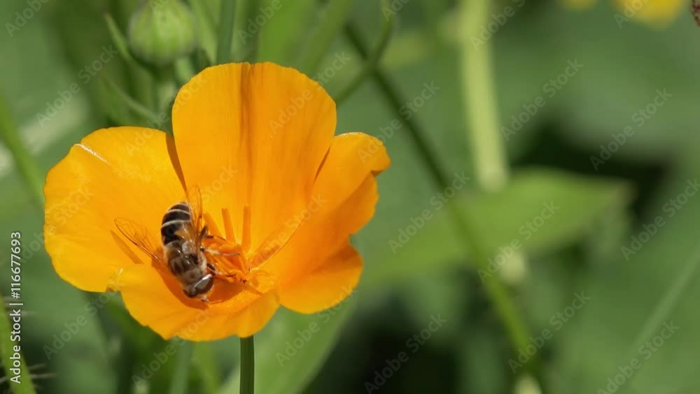 Bee on the flower californica poppy Bee on the flower californica poppy